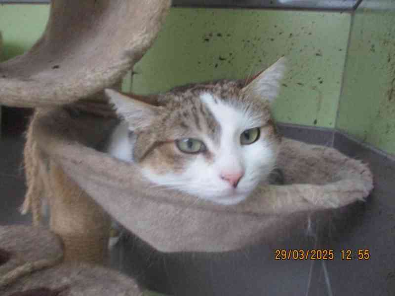 Elegantní kočička Gira zkrášlí domácnost - foto 5