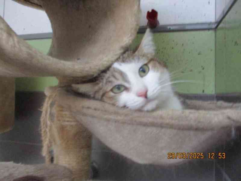 Elegantní kočička Gira zkrášlí domácnost - foto 4