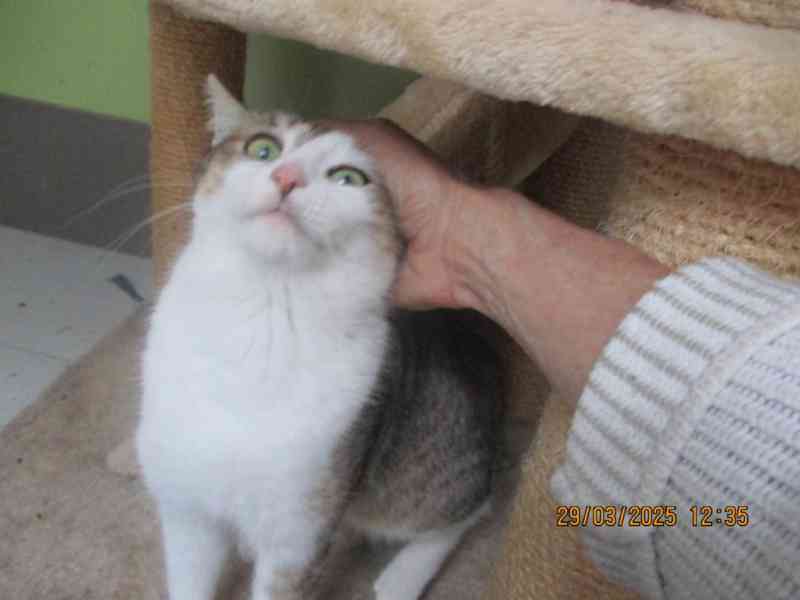 Elegantní kočička Gira zkrášlí domácnost - foto 2