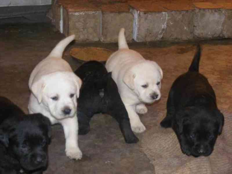 Štěňata labradora s doklady - foto 1