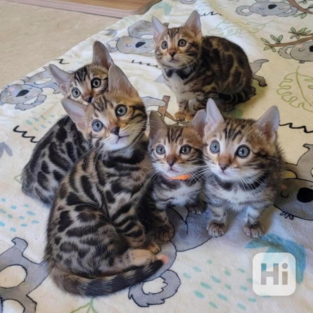 super  bengálská koťata k adopci - foto 1