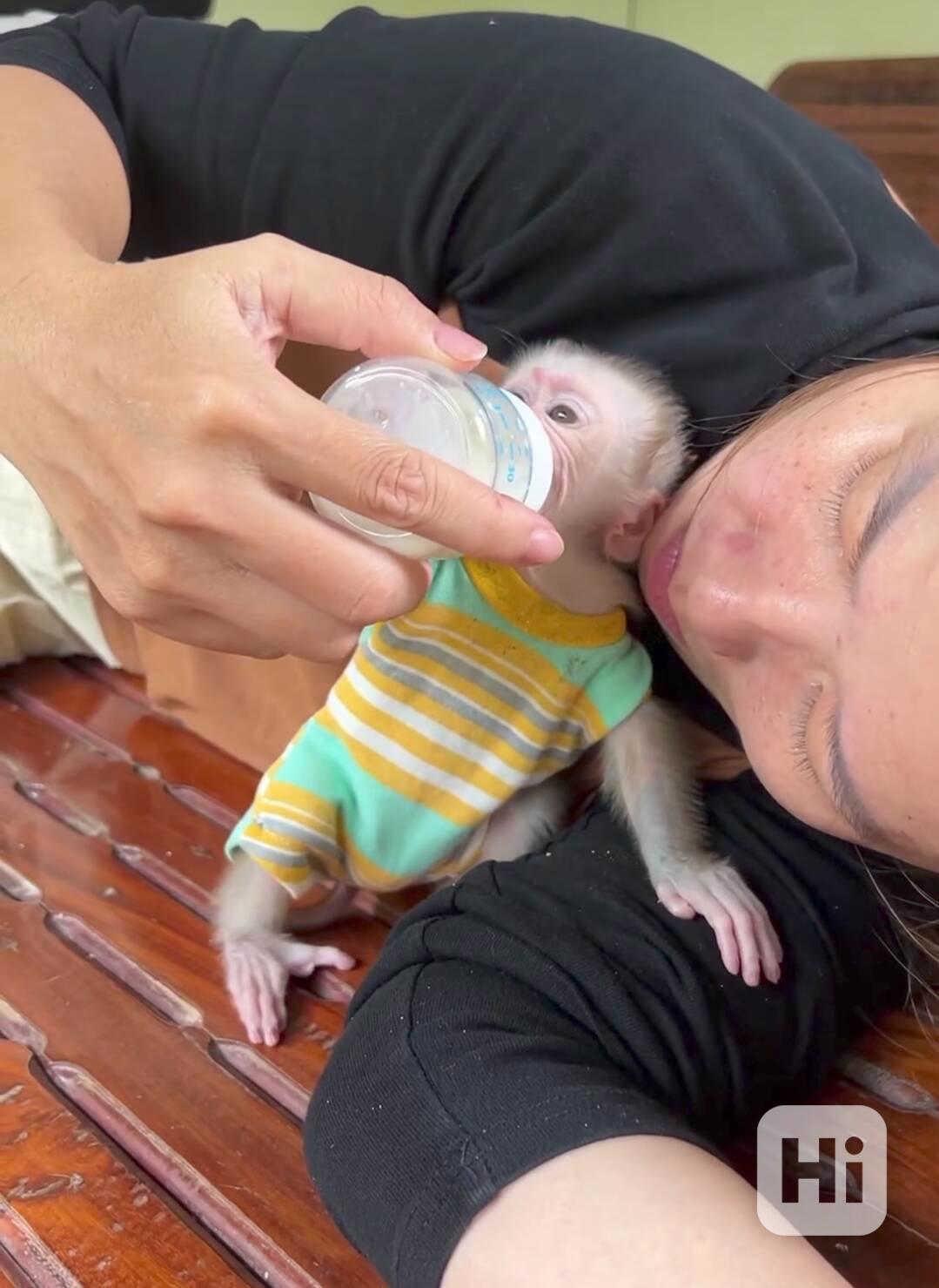 🐒 Přátelská opička s copánkem na prodej - foto 1