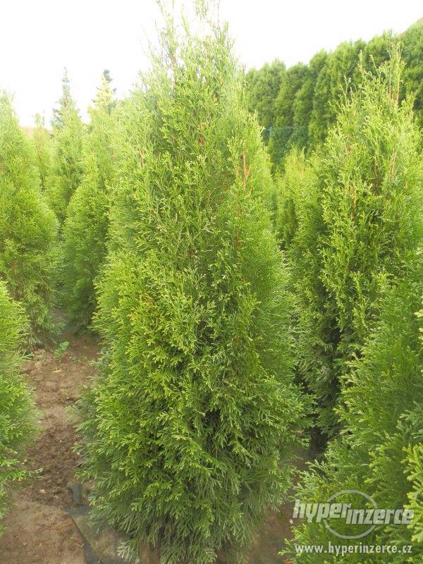 Thuje,Tůje,Túje,Thuja smaragd - 100-140 cm nadzemní část - foto 11