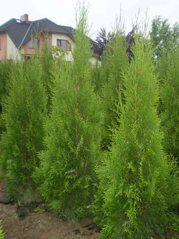 Thuje,Tůje,Túje,Thuja smaragd - 100-140 cm nadzemní část - foto 12