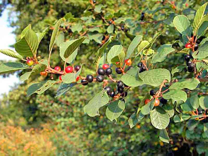 Prodej Řešetlák (Buckthorn) ve velkém od výrobce za nejlepší - foto 3