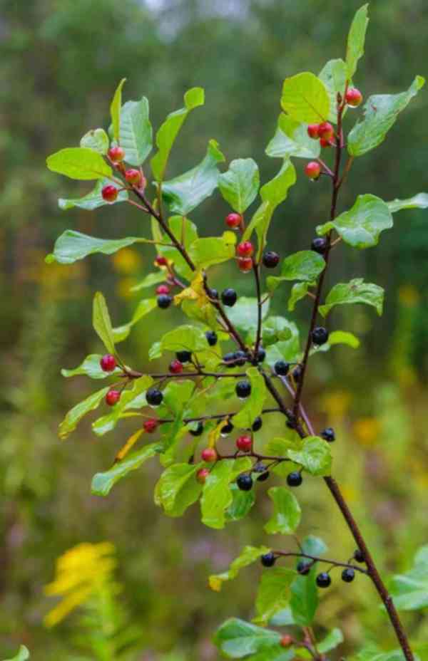 Prodej Řešetlák (Buckthorn) ve velkém od výrobce za nejlepší - foto 4