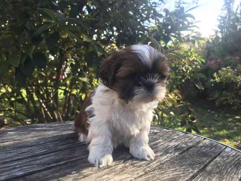 Rozkošná štěňata Shih Tzu - foto 2