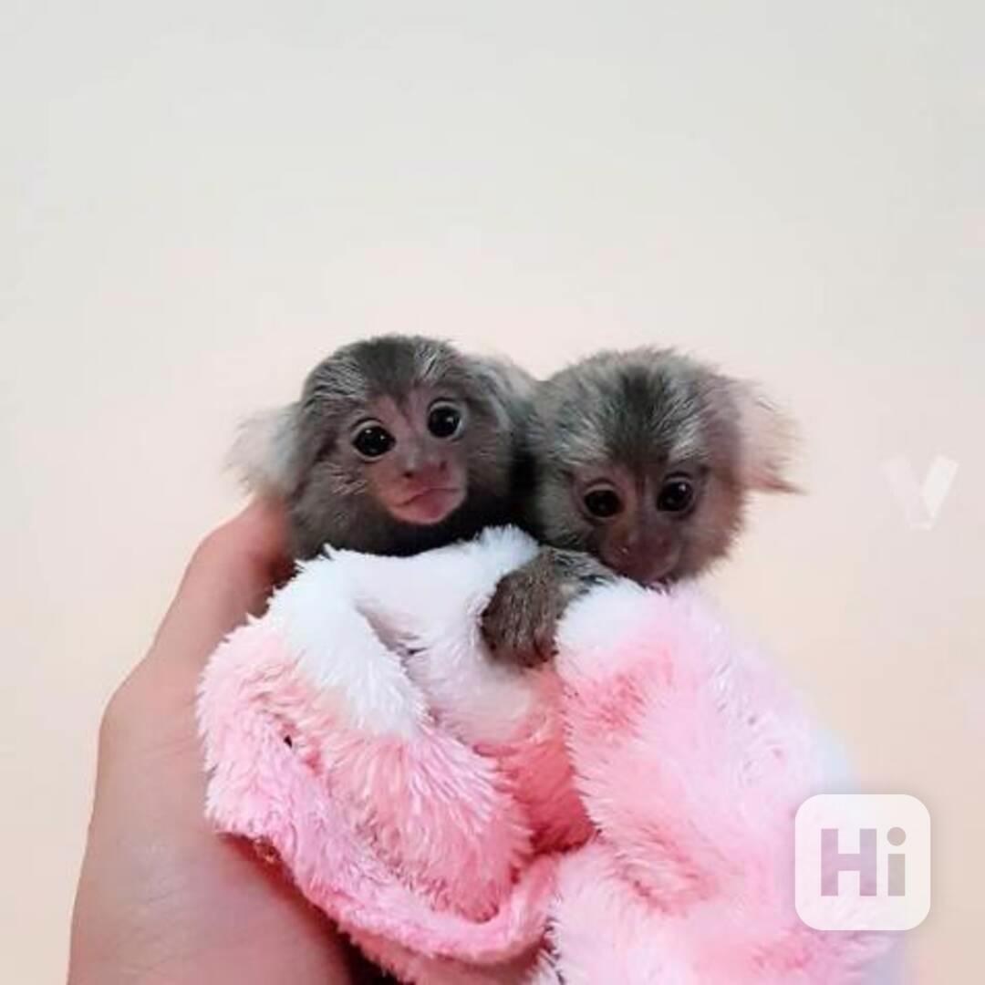 Prodej kosmana trpasličího - foto 1