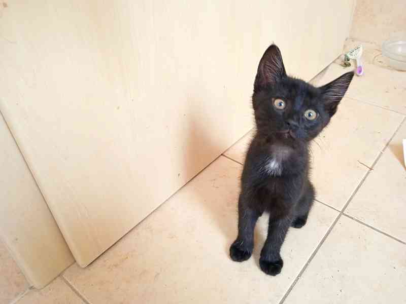 daruji černá koťátka - foto 1