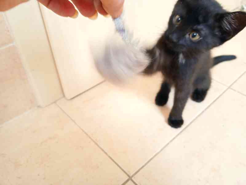 daruji černá koťátka - foto 2