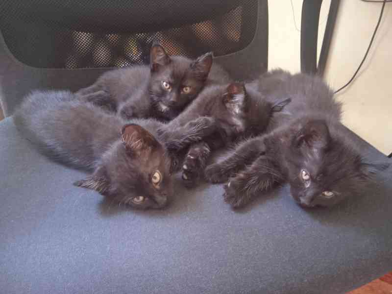 daruji černá koťátka - foto 5