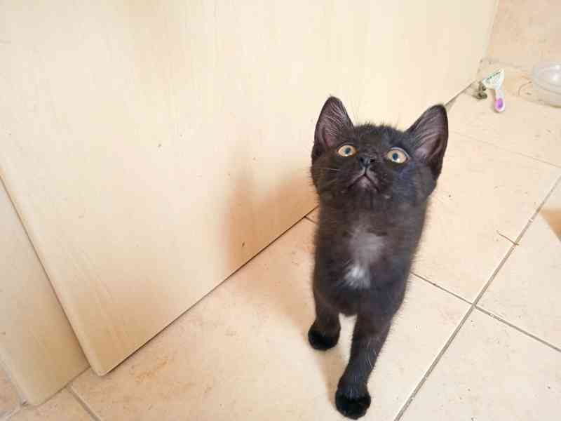 daruji černá koťátka - foto 3