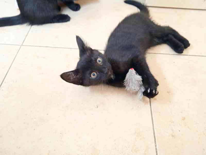 daruji černá koťátka - foto 4