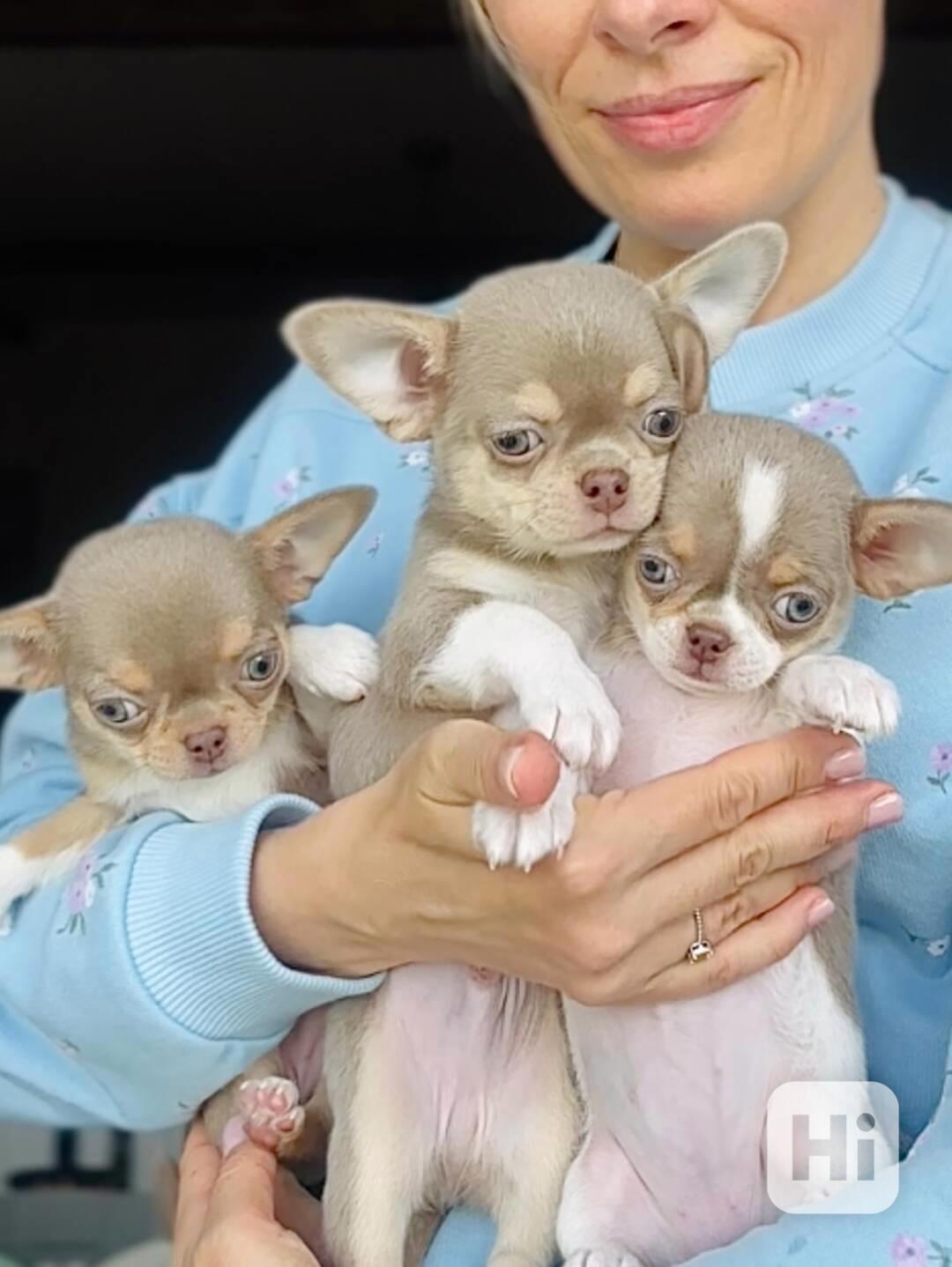 Malá, rozkošná štěňátka čivav připravená na svůj trvalý domo - foto 1