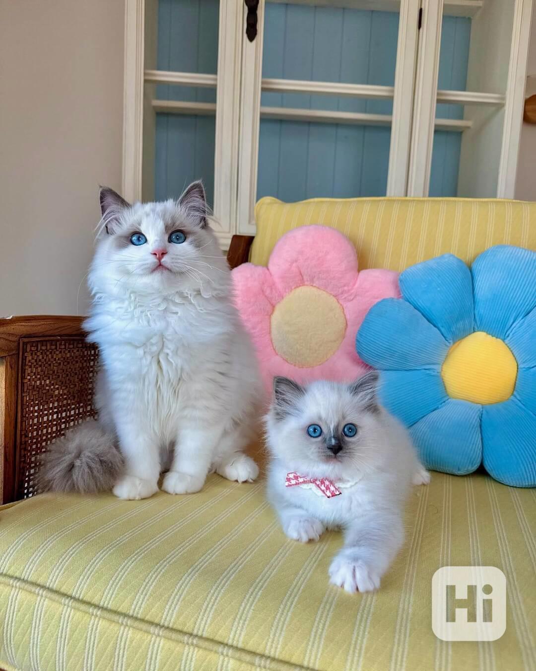 Krásné kotě plemene Ragdoll na prodej - foto 1