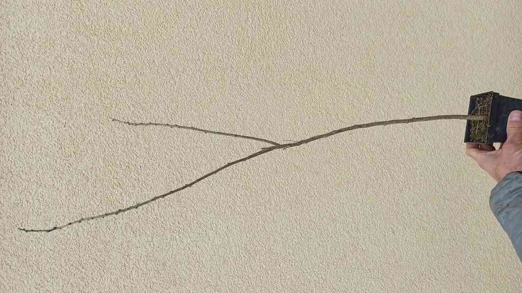 Žanovec měchýřník (Colutea arborescens) 50-70 cm - foto 5