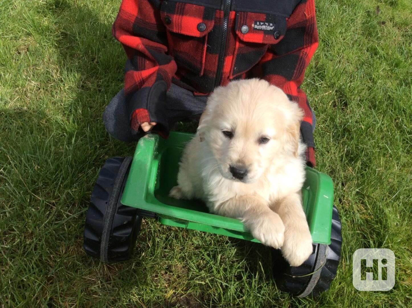 Dvě nádherná štěňata zlatého retrívra - foto 1