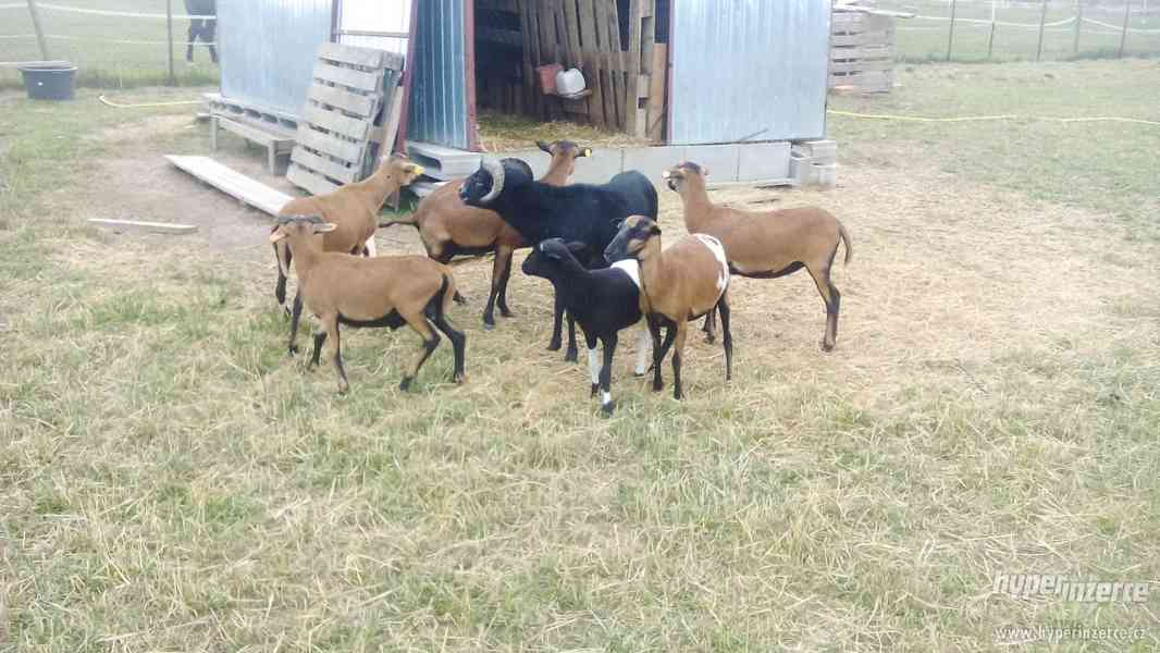 Prodám Kamerunské ovce - foto 1
