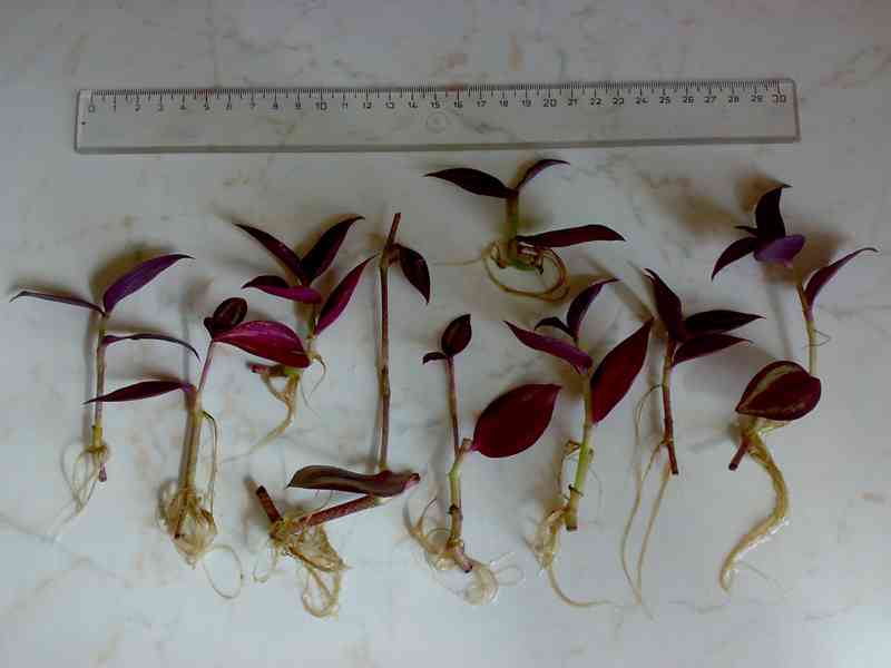 Tradescantia zebrina „Silver Sicilian“ - zakořeněné řízky - foto 3