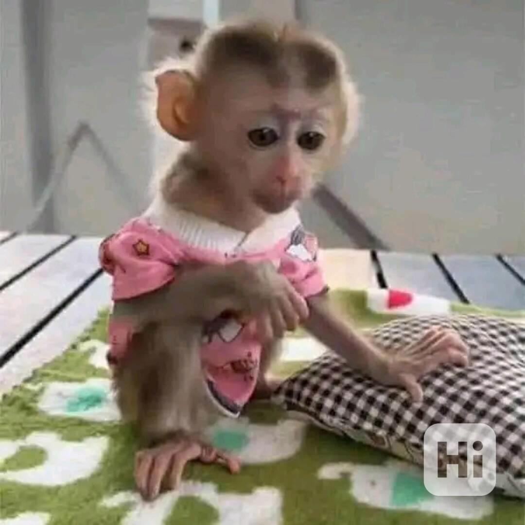  Naše štěně je odchováno doma, naučené na plenky a vodítko - foto 1