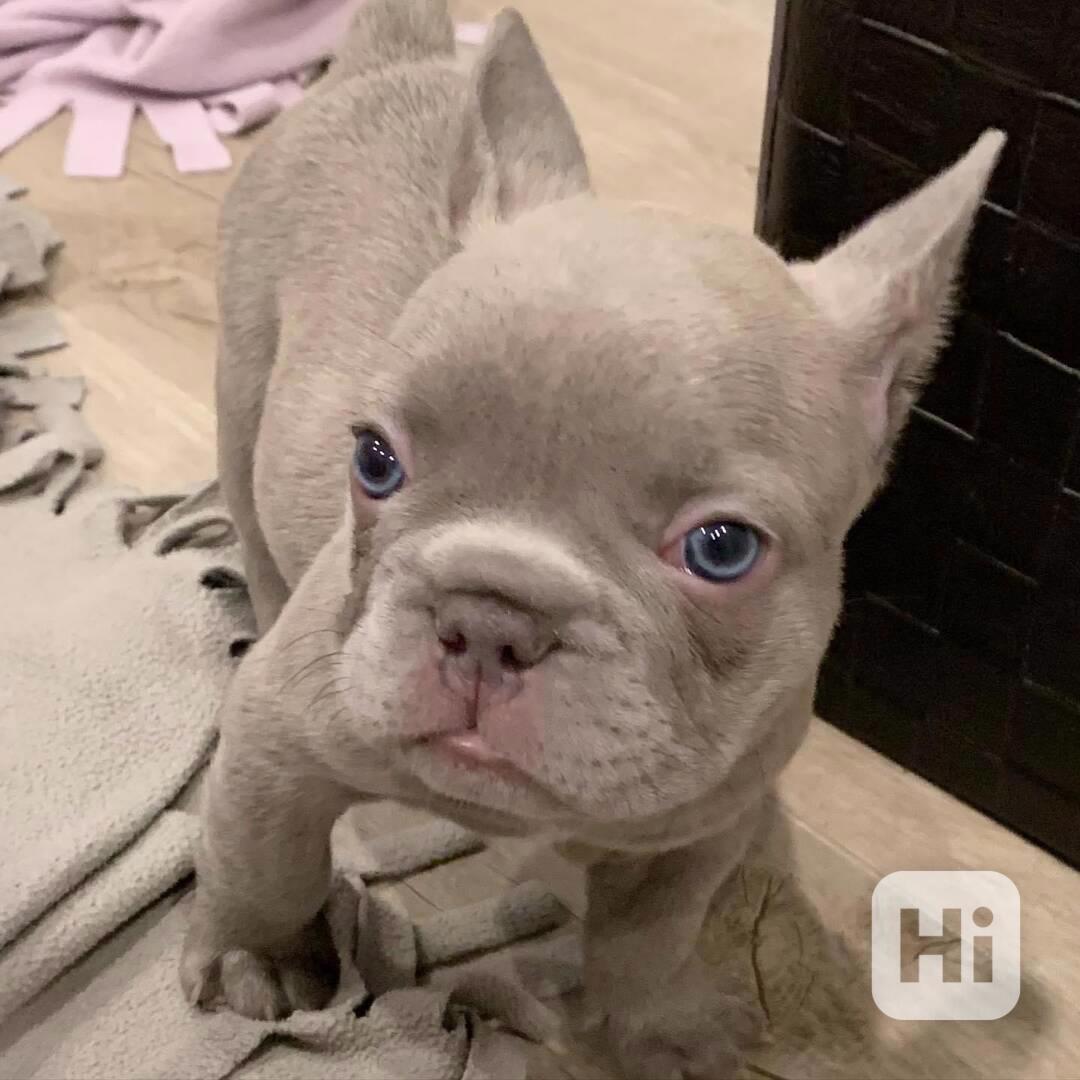 Štěňata francouzského buldoka - foto 1