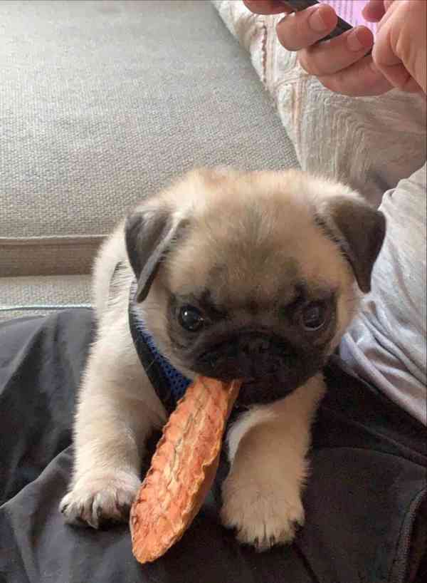 Dárek zdarma  krásná štěňata mopse k adopci   - foto 1