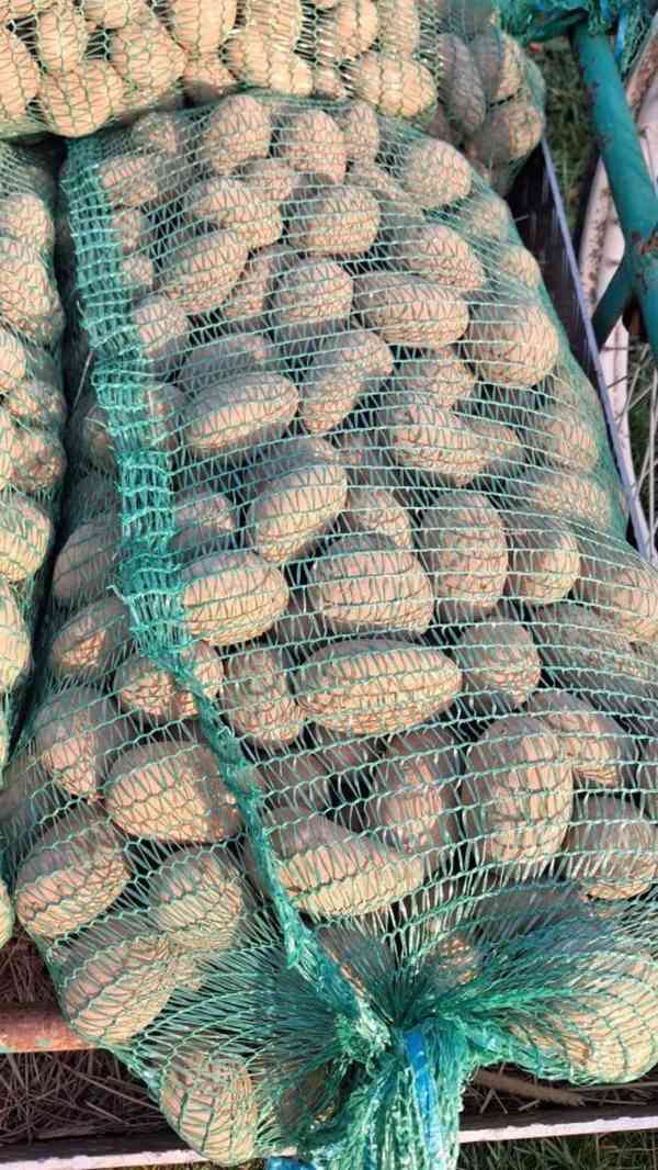 Prodám sadbové brambory BELANA - foto 2