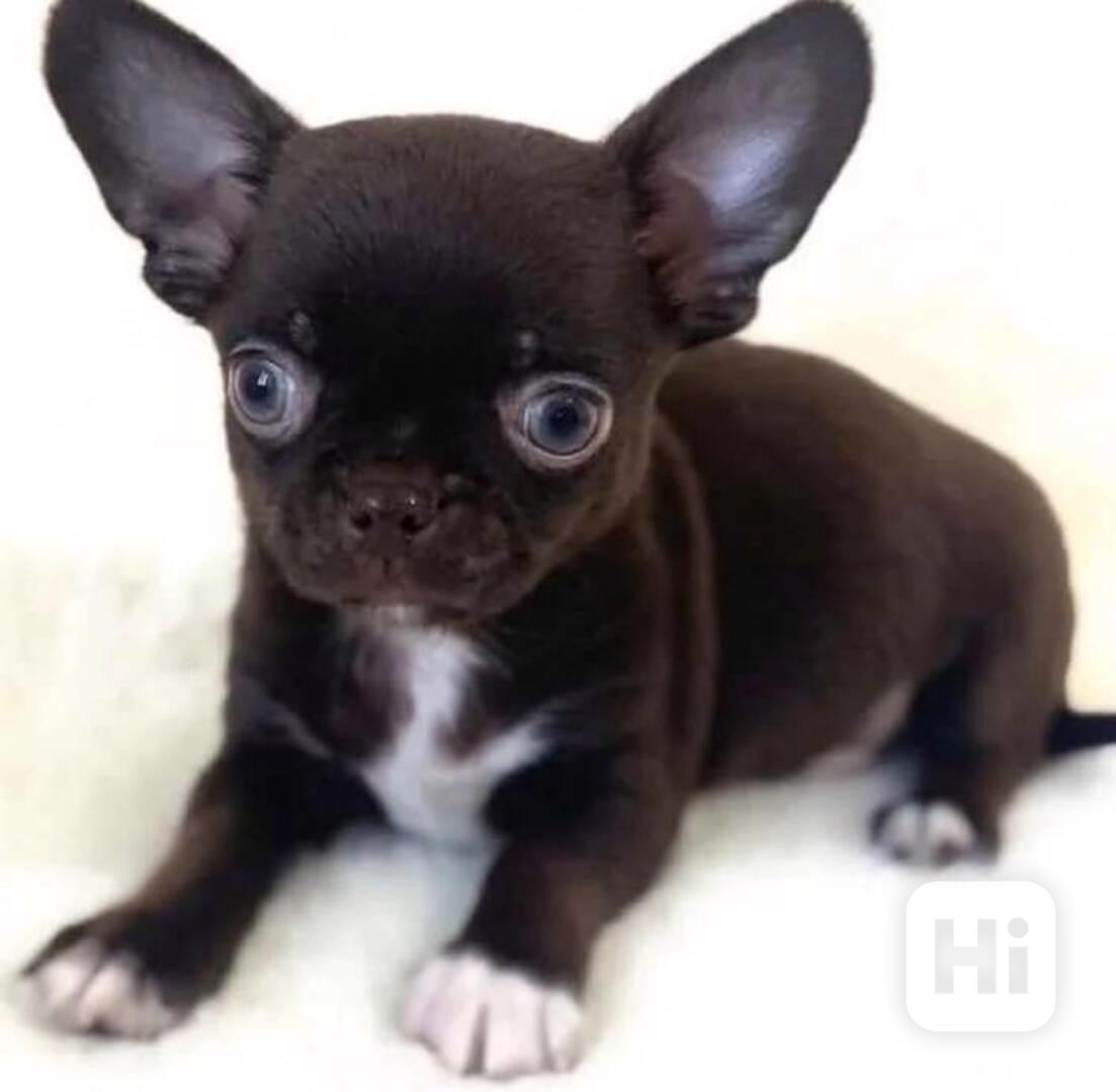 Mini čivavy - foto 1