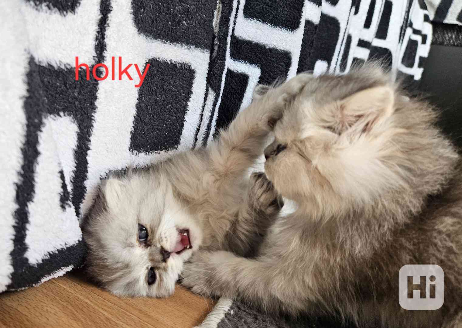 Perská koťátka  - foto 1