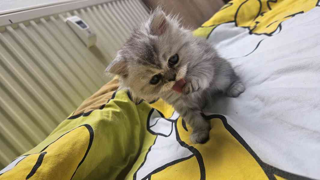 Perská koťátka  - foto 5