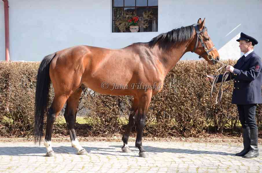 prace u koní - foto 3