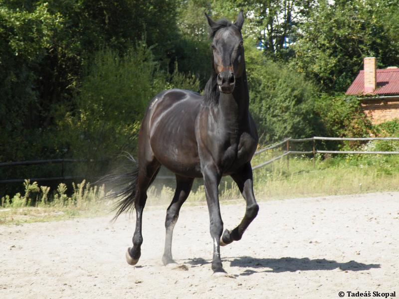 prace u koní - foto 2