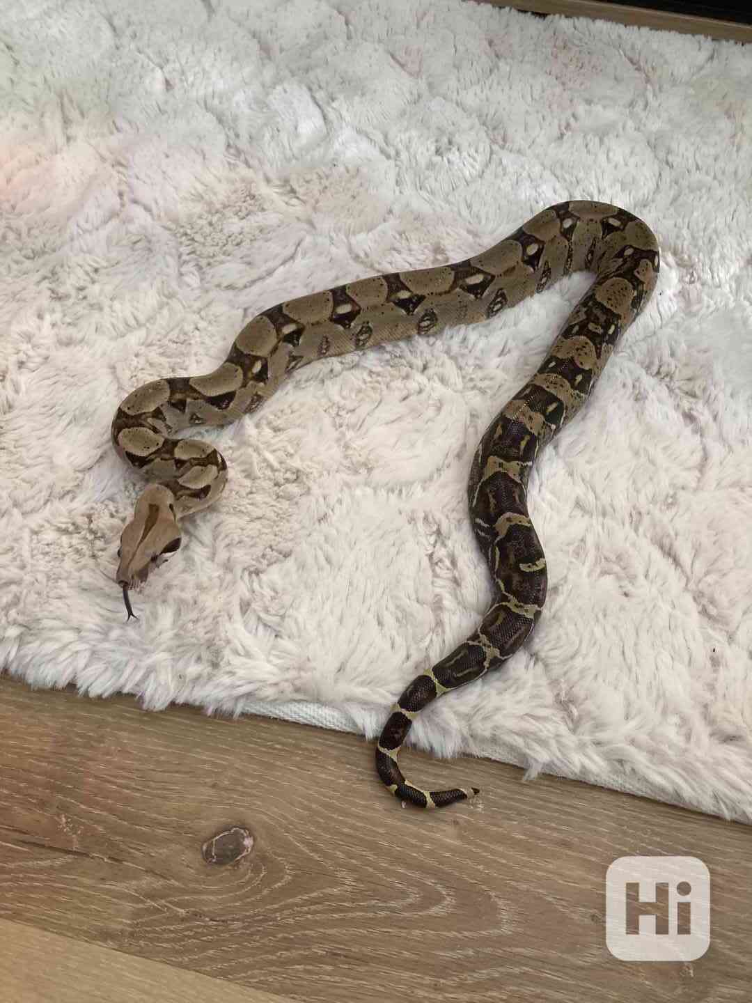 Hroznýš Královský  - foto 1