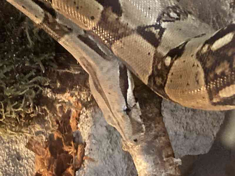 Hroznýš Královský  - foto 4