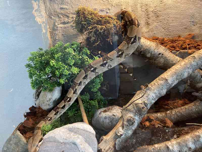 Hroznýš Královský  - foto 5