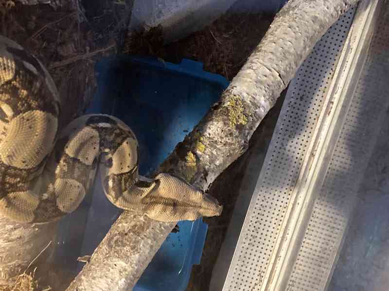 Hroznýš Královský  - foto 3