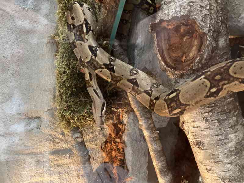 Hroznýš Královský  - foto 6