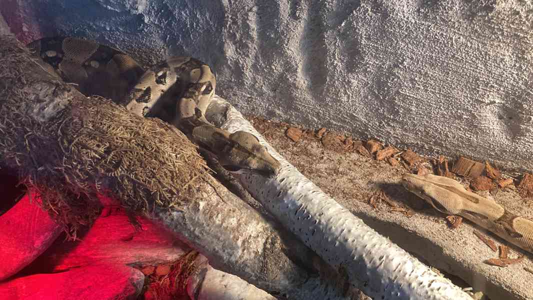 Hroznýš Královský  - foto 2