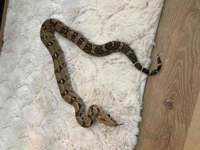 Hroznýš Královský  - foto 1