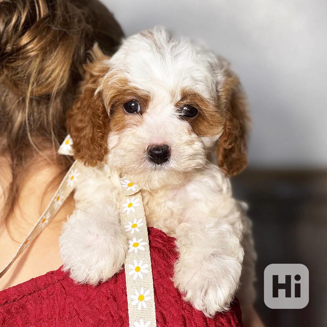 K dispozici jsou štěňata samce a samice Cavapoo - foto 1