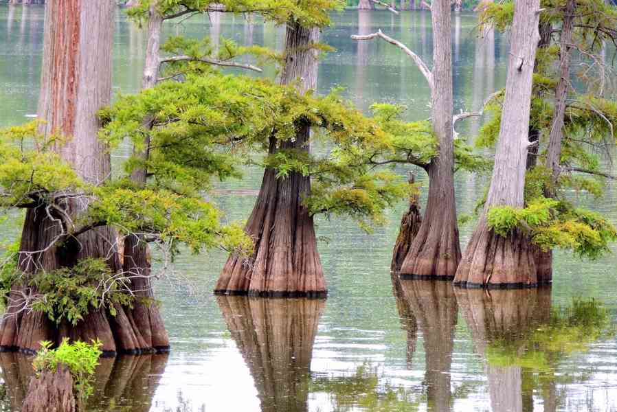 Tisovec dvouřadý (Taxodium distichum) - 60 - 70 cm - foto 2