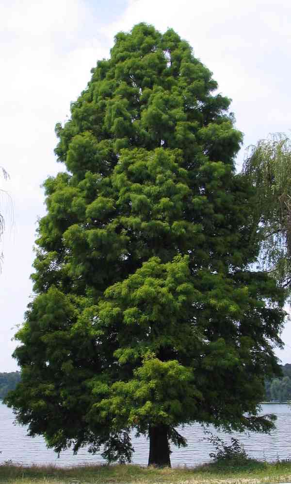 Tisovec dvouřadý (Taxodium distichum) - 60 - 70 cm - foto 3