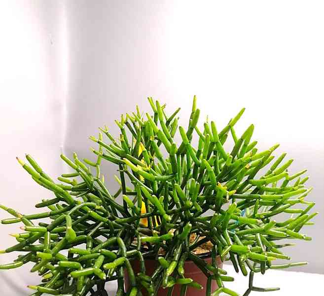 Rhipsalis/Hatiora - řízky - foto 2