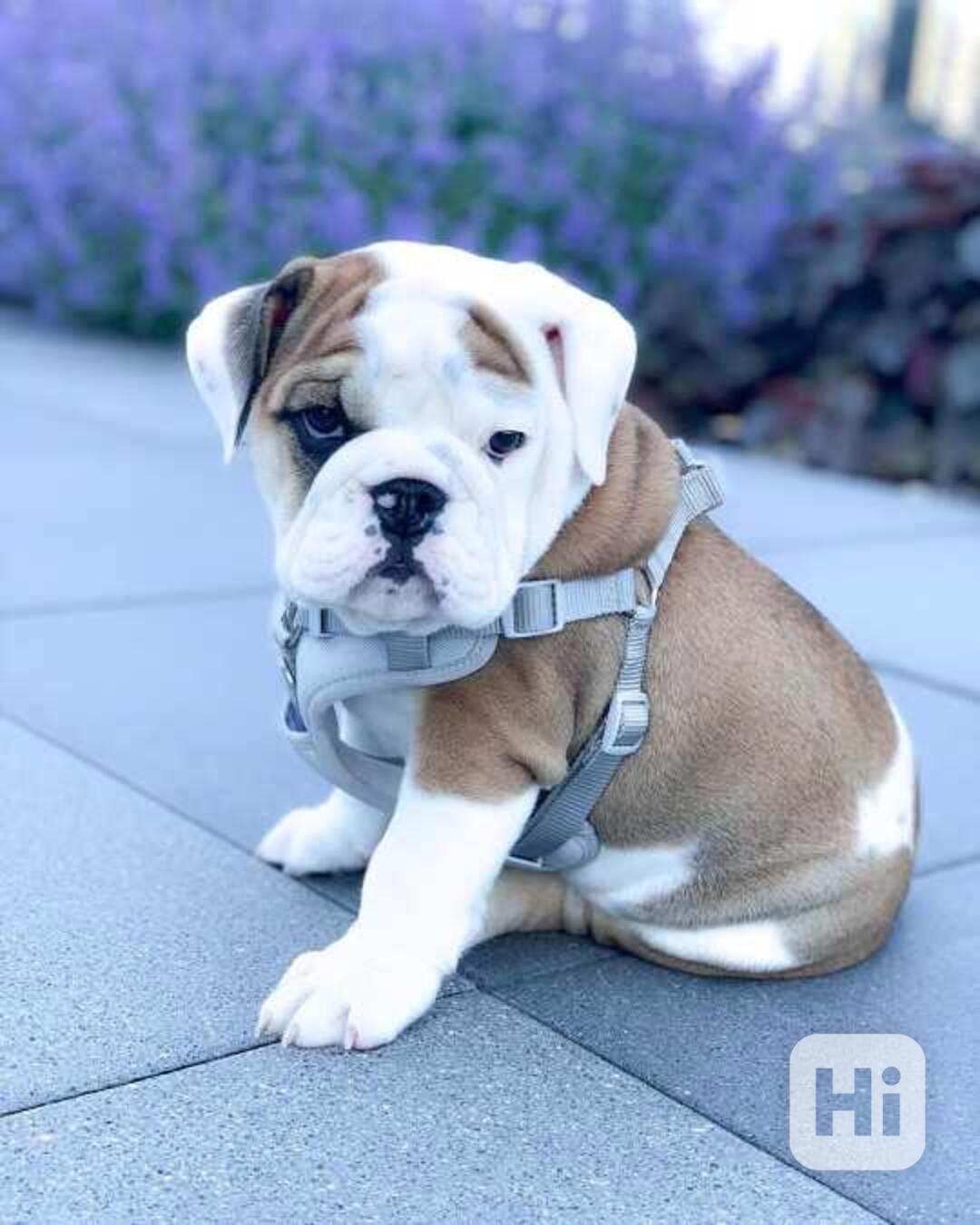 Krásná štěňata starého anglického buldoka - foto 1