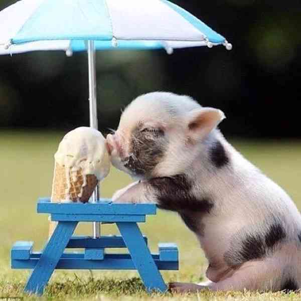 Krásná prasátka na prodej 