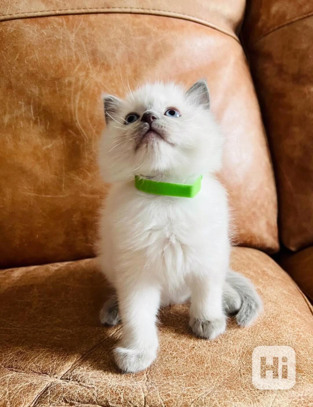 roztomilá koťátka plemene Ragdoll hledají nové členy - foto 1