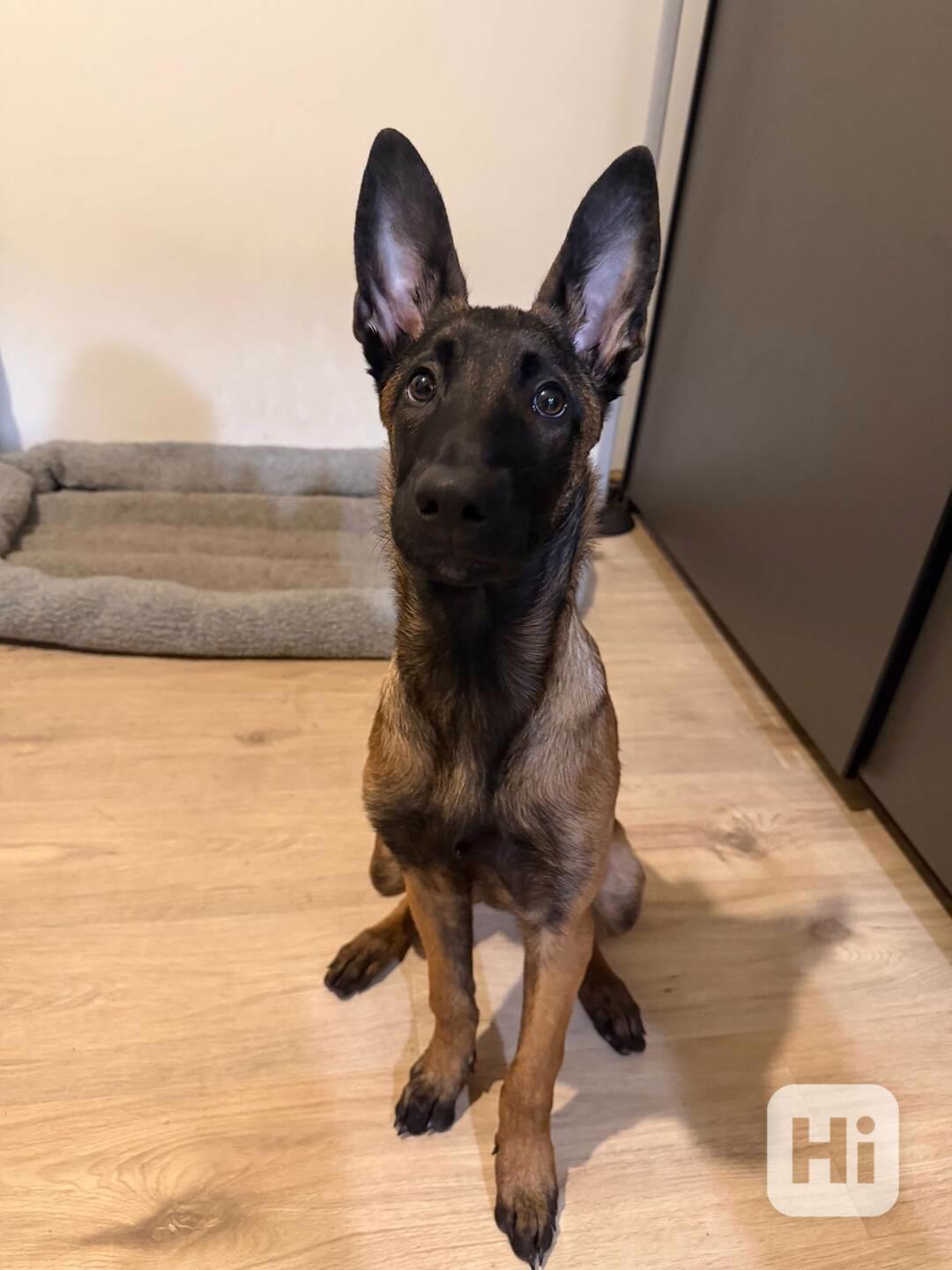 Štěně belgického ovčáka  - foto 1