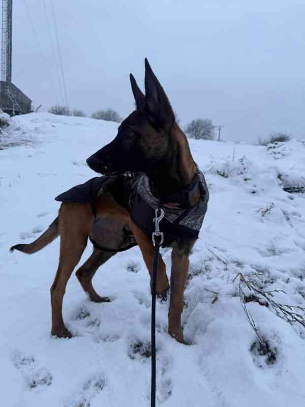 Štěně belgického ovčáka  - foto 8