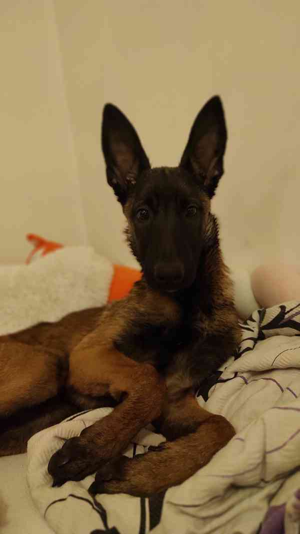 Štěně belgického ovčáka  - foto 5