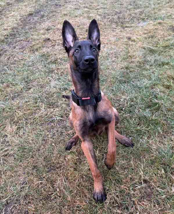 Štěně belgického ovčáka  - foto 7